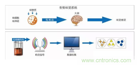 仿生傳感器的定義、原理、分類及應(yīng)用